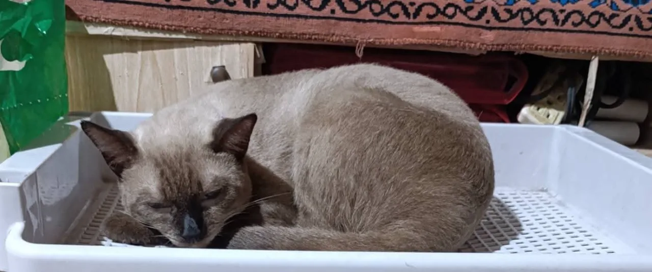 Photo of Kopi