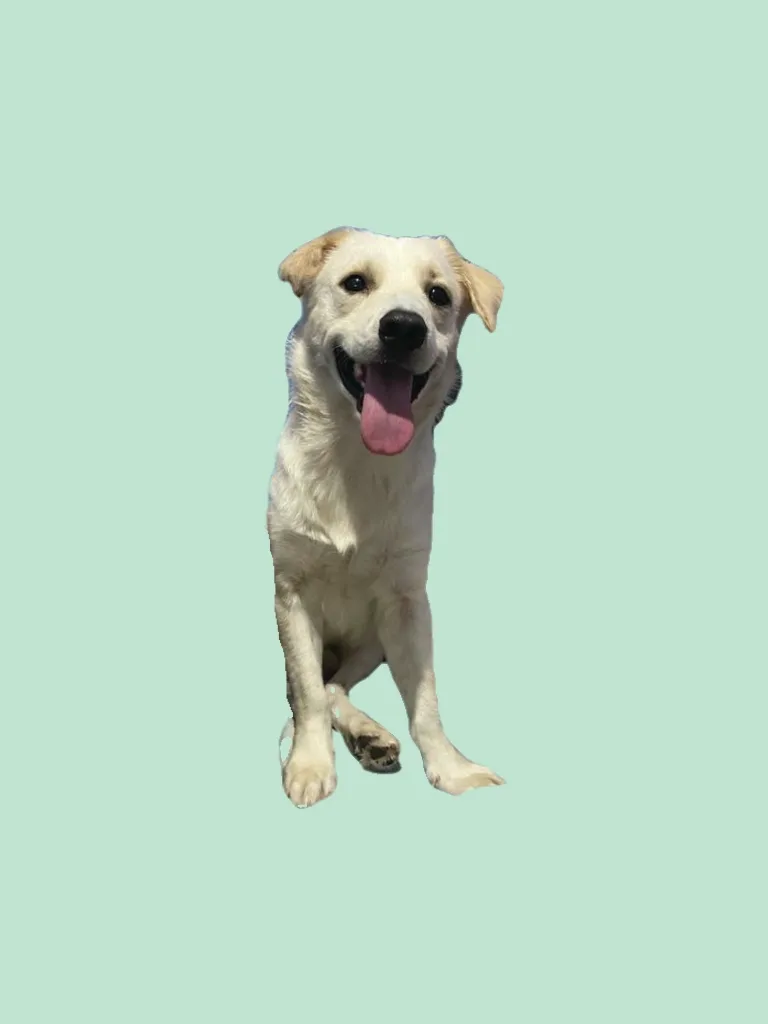 Photo of Aji