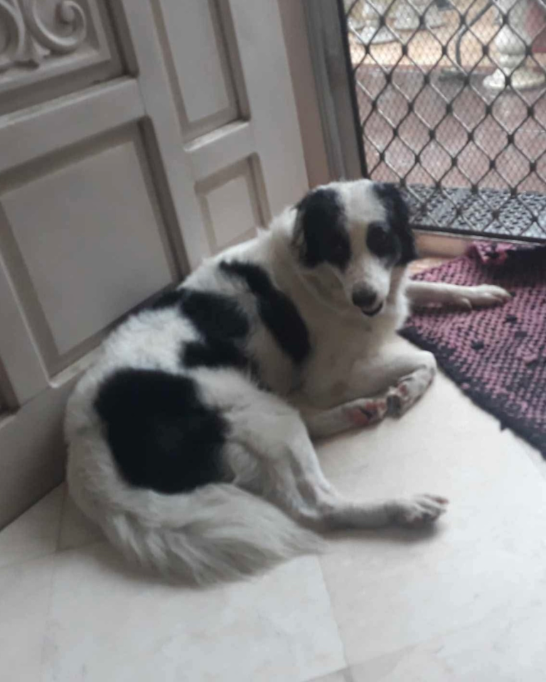 Photo of Oreo